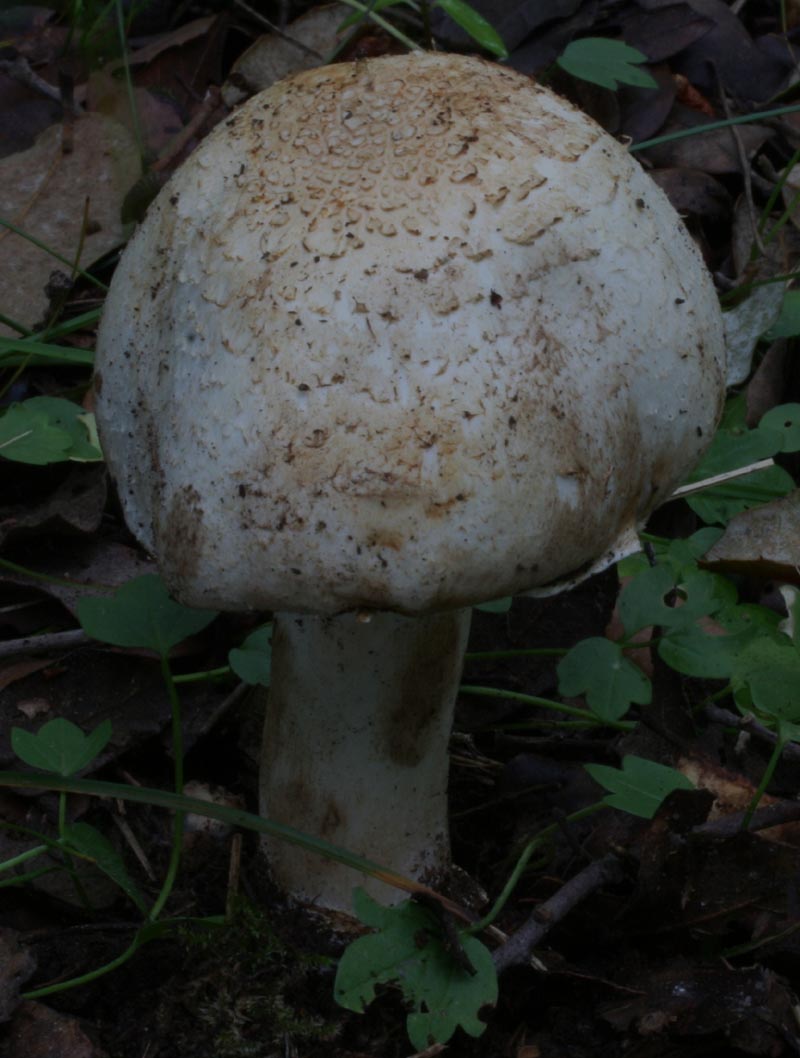 agaricus...